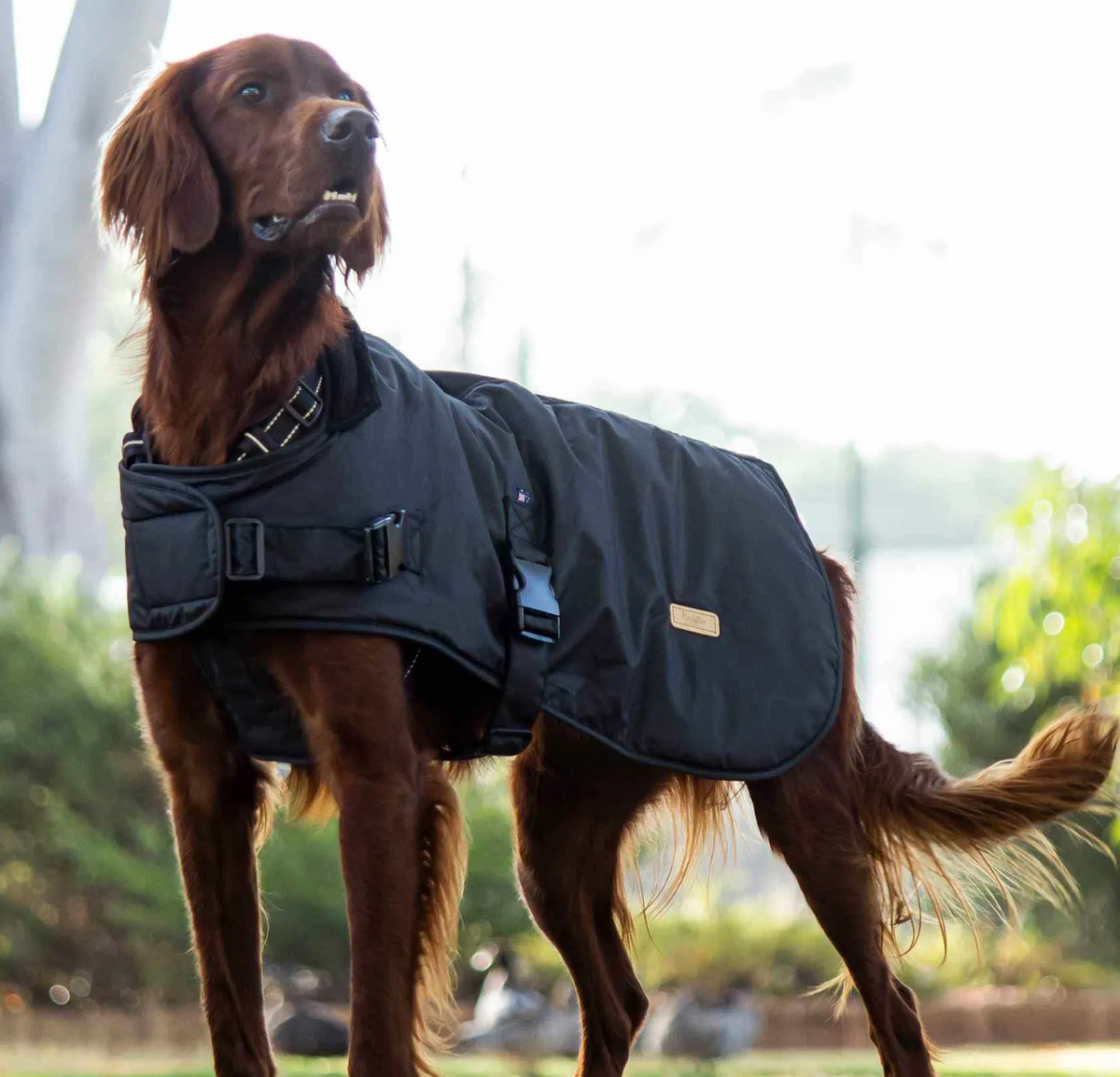 HUSKIMO COAT WAXED COTTON THUNDER – Head to Tail Pets - Main Image