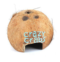 FABULOUS CRAY CRABS COCONUT HUT NATURAL SCRUFFY LARGE