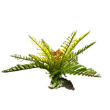 PET PACIFIC AMAZON JUNGLE PLANT FILMY FERN [SIZE:LARGE SIZE:30CM]