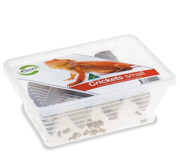 PISCES CRICKETS [SIZE:SMALL PACK SIZE:60/80 PACK]