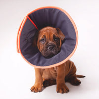 KAZOO RECOVERY COLLAR COMFY [SIZE:SMALL]